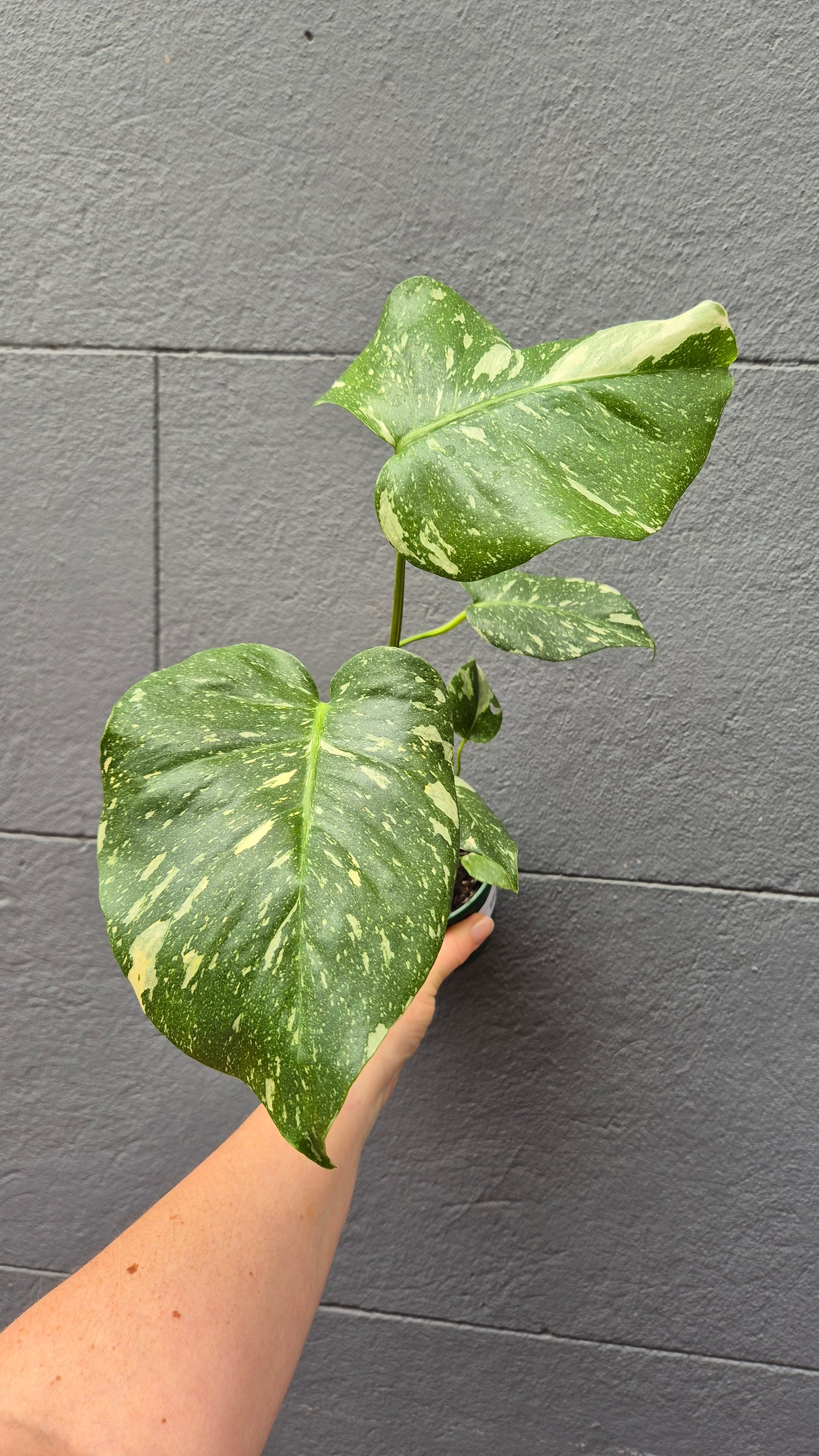Monstera deliciosa 'Thai Constellation'