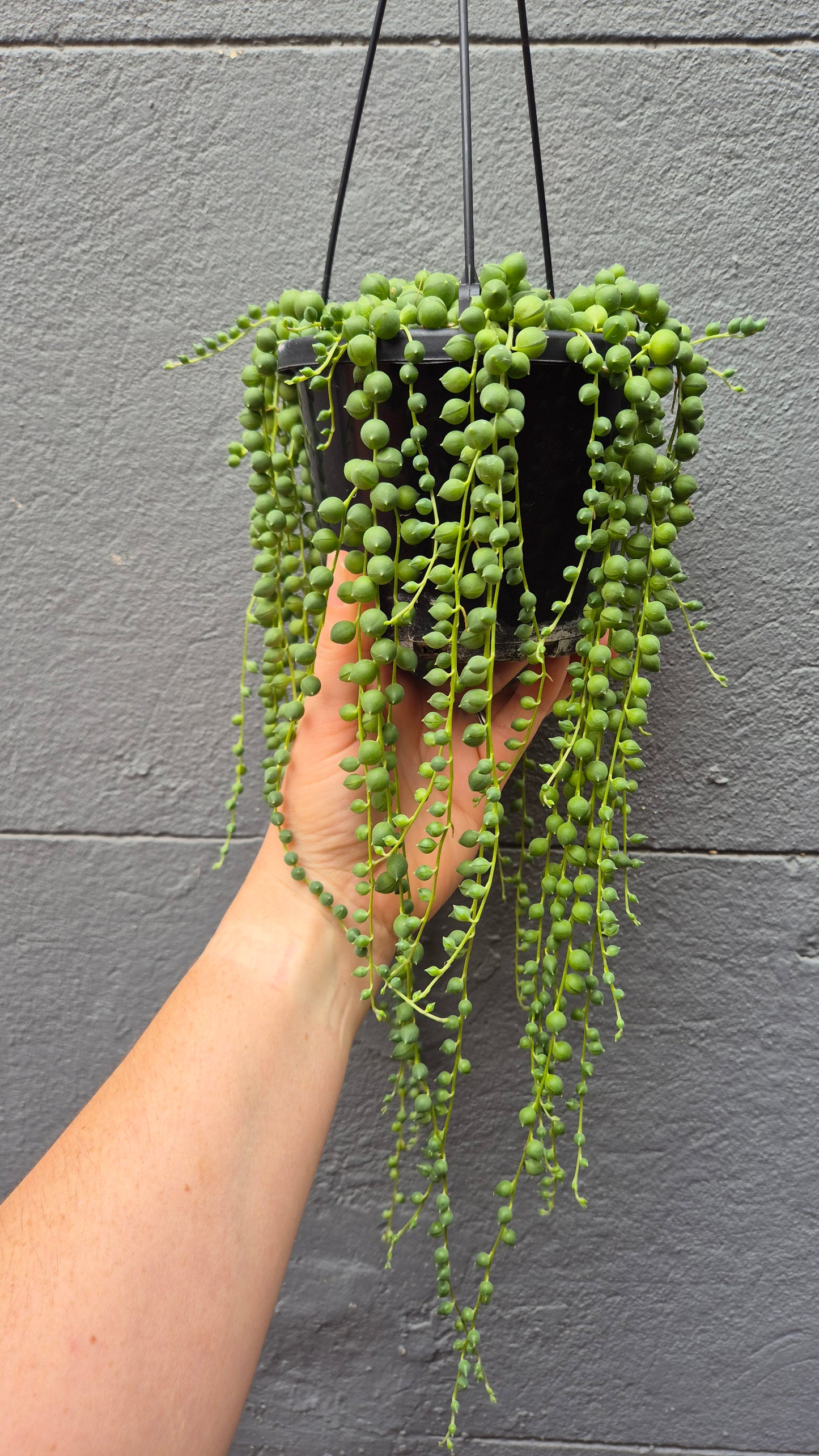 Senecio rowleyanus 'String of Pearls'