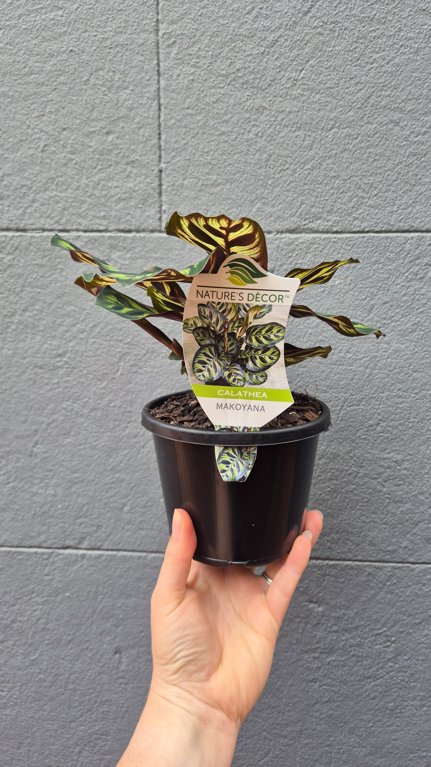 Calathea makoyana 'Peacock Plant'