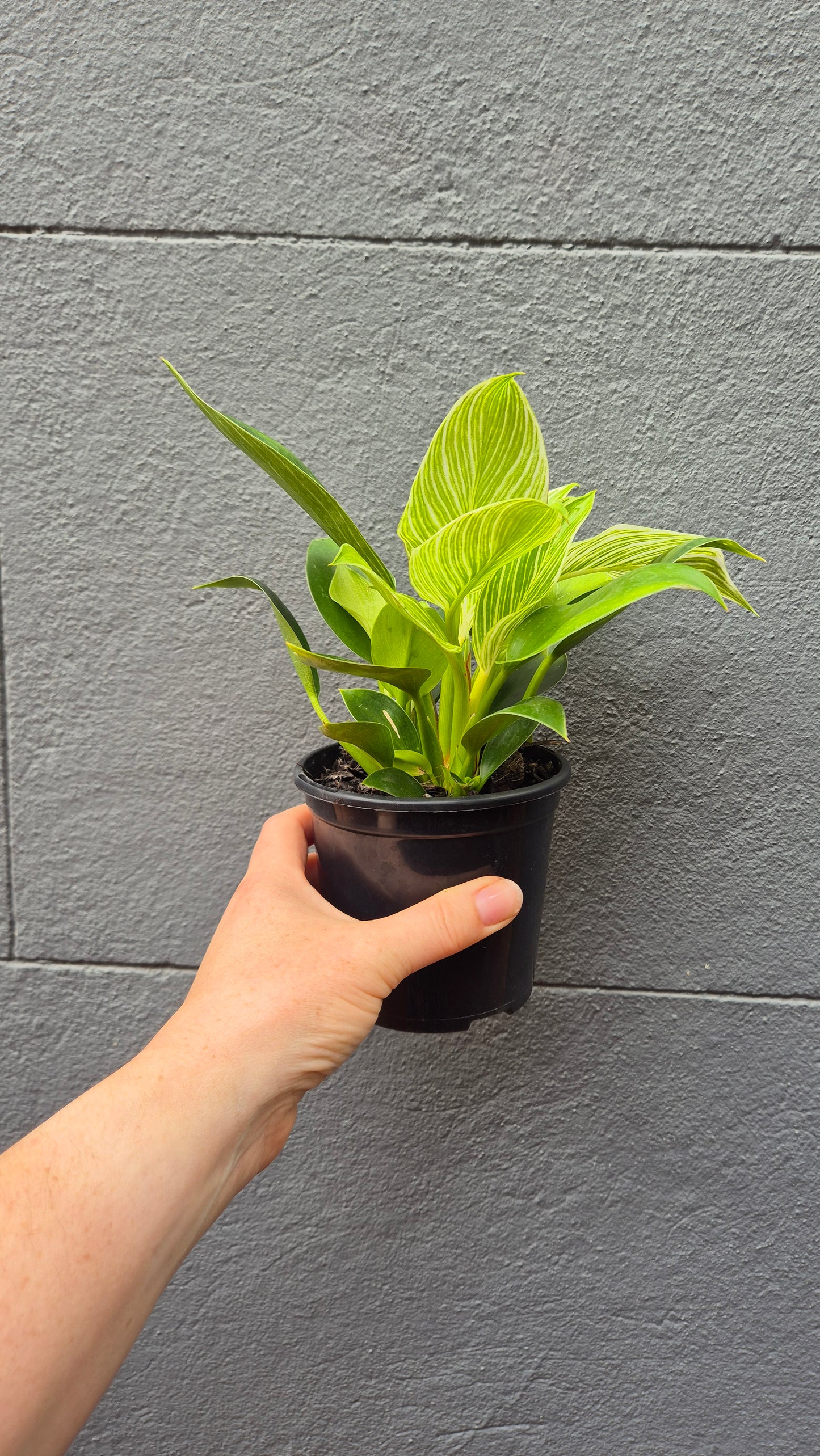 Philodendron erubescens 'Birkin'