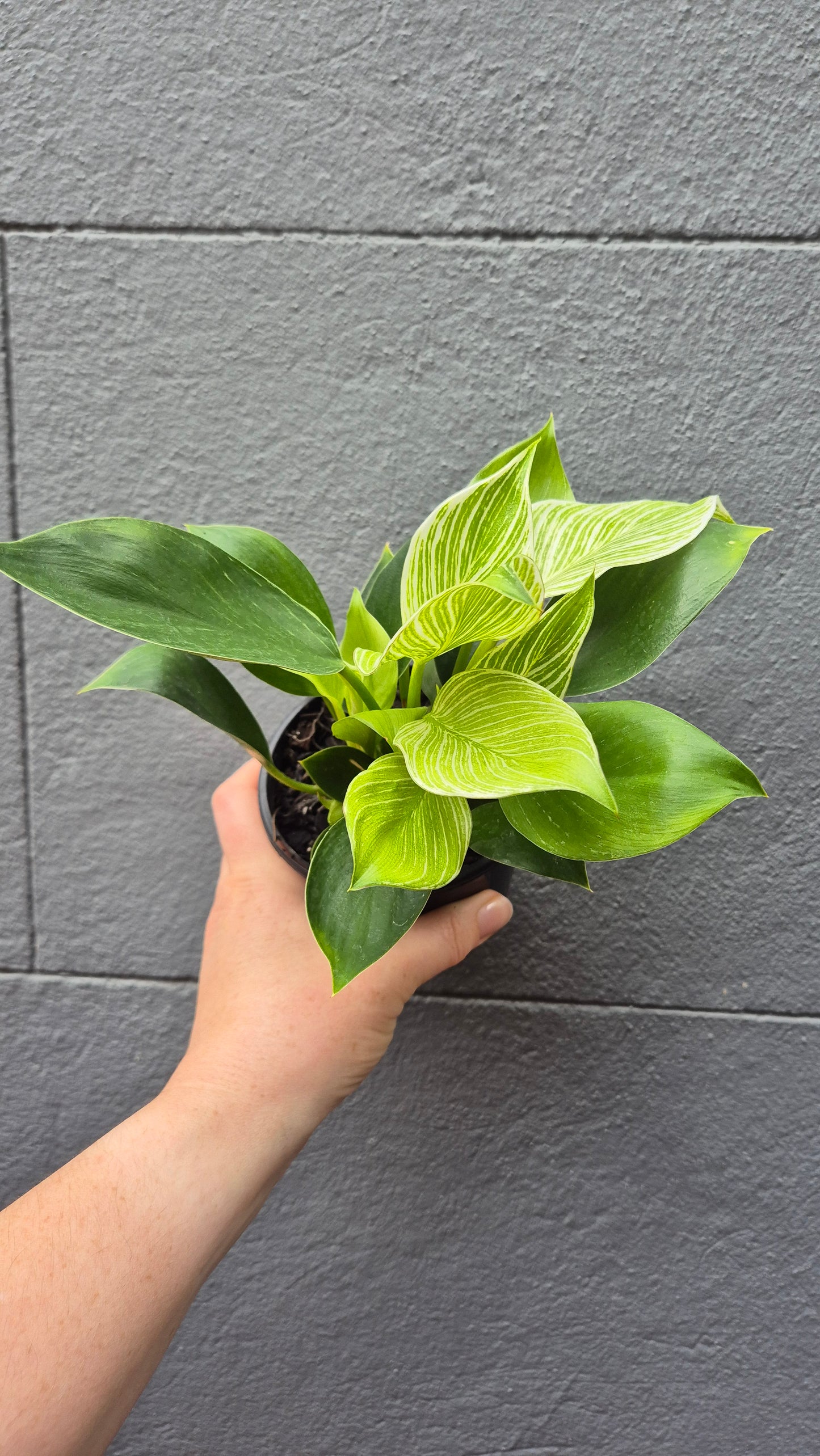 Philodendron erubescens 'Birkin'
