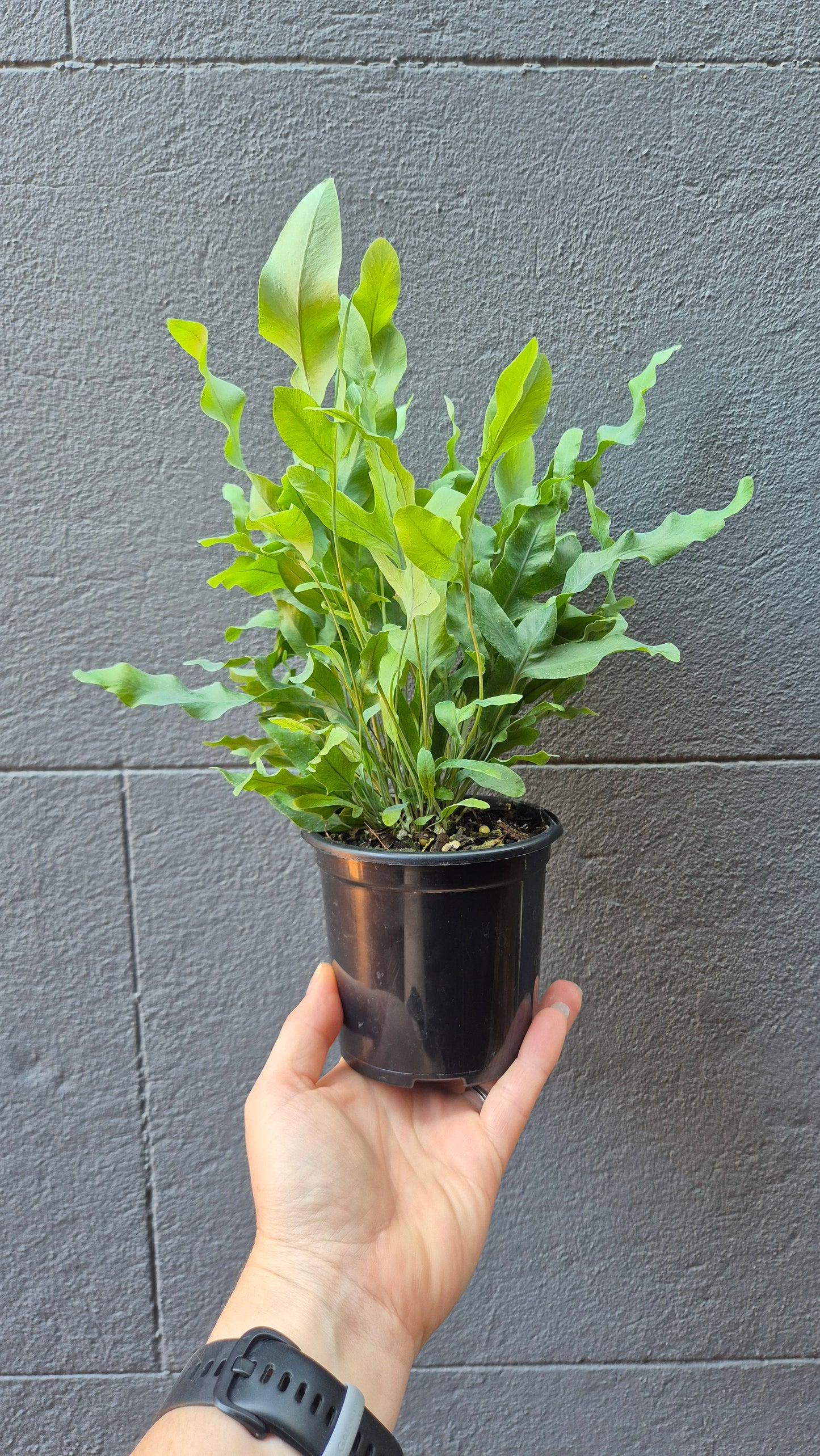 Polypodium aureum 'Blue Star Fern'