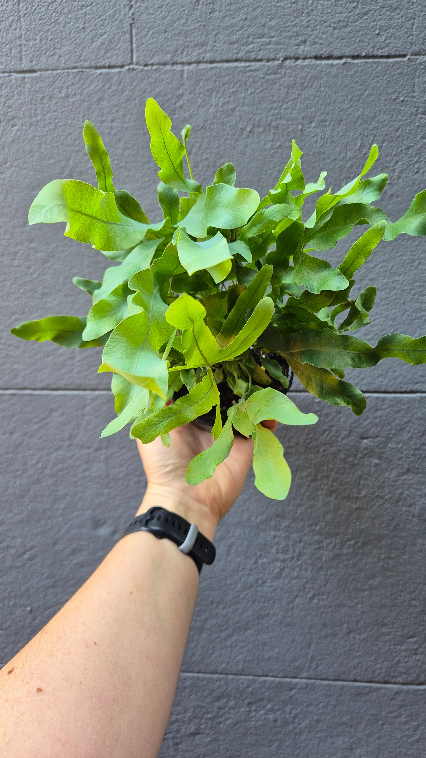 Polypodium aureum 'Blue Star Fern'