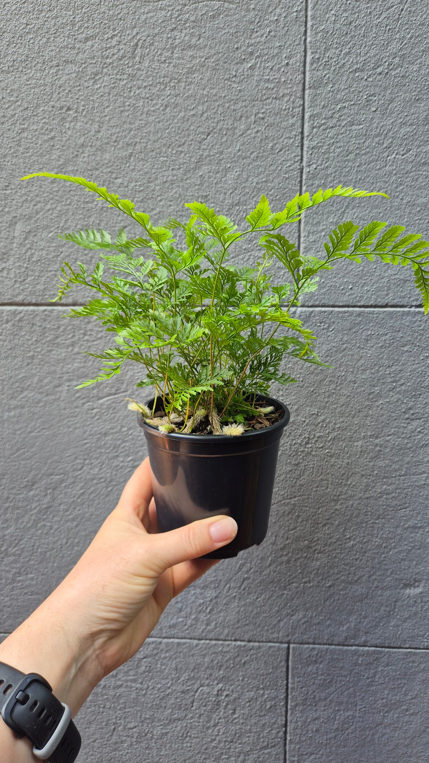 Humata tyermanni 'Rabbit's Foot Fern White'