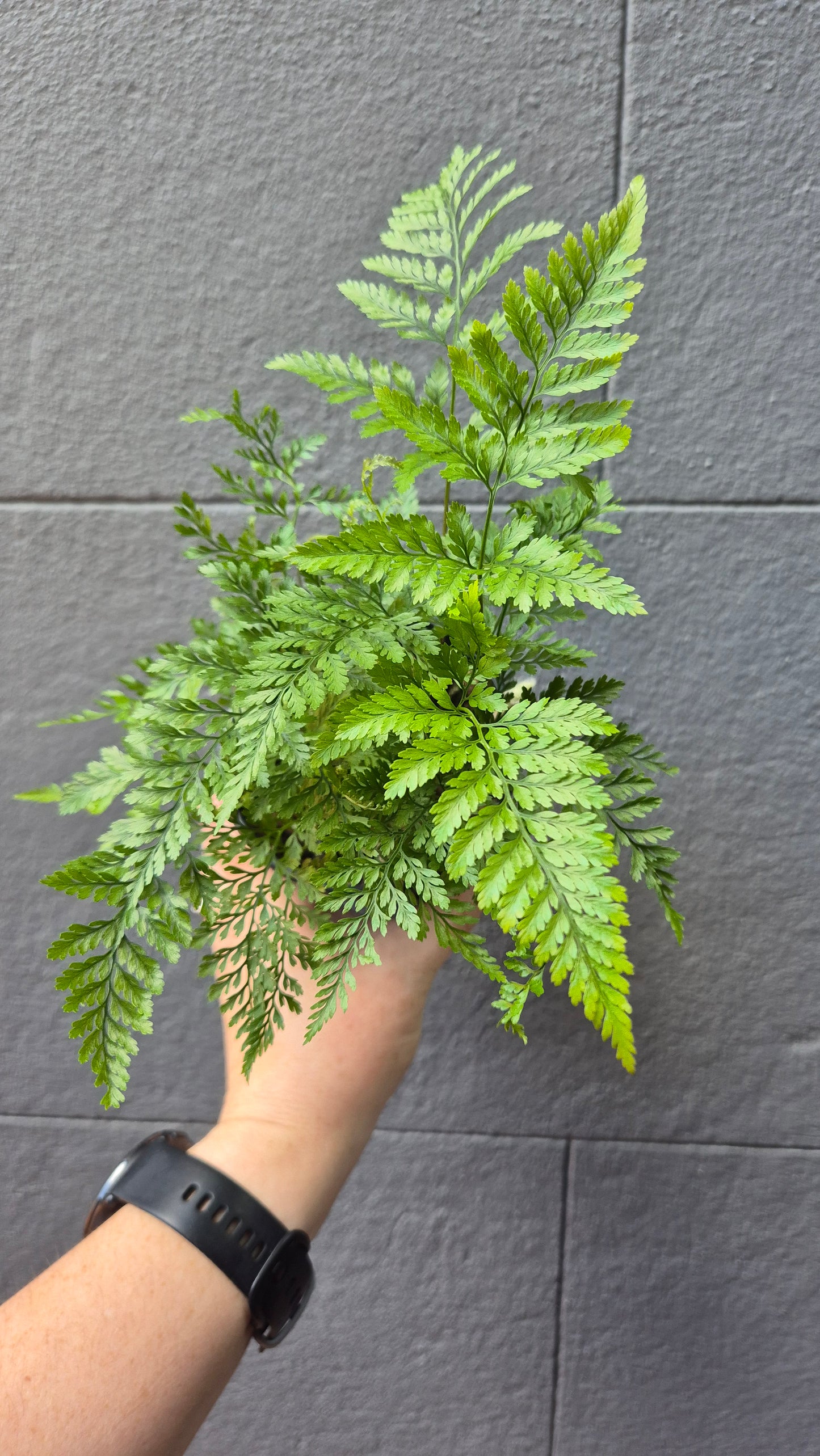 Humata tyermanni 'Rabbit's Foot Fern White'