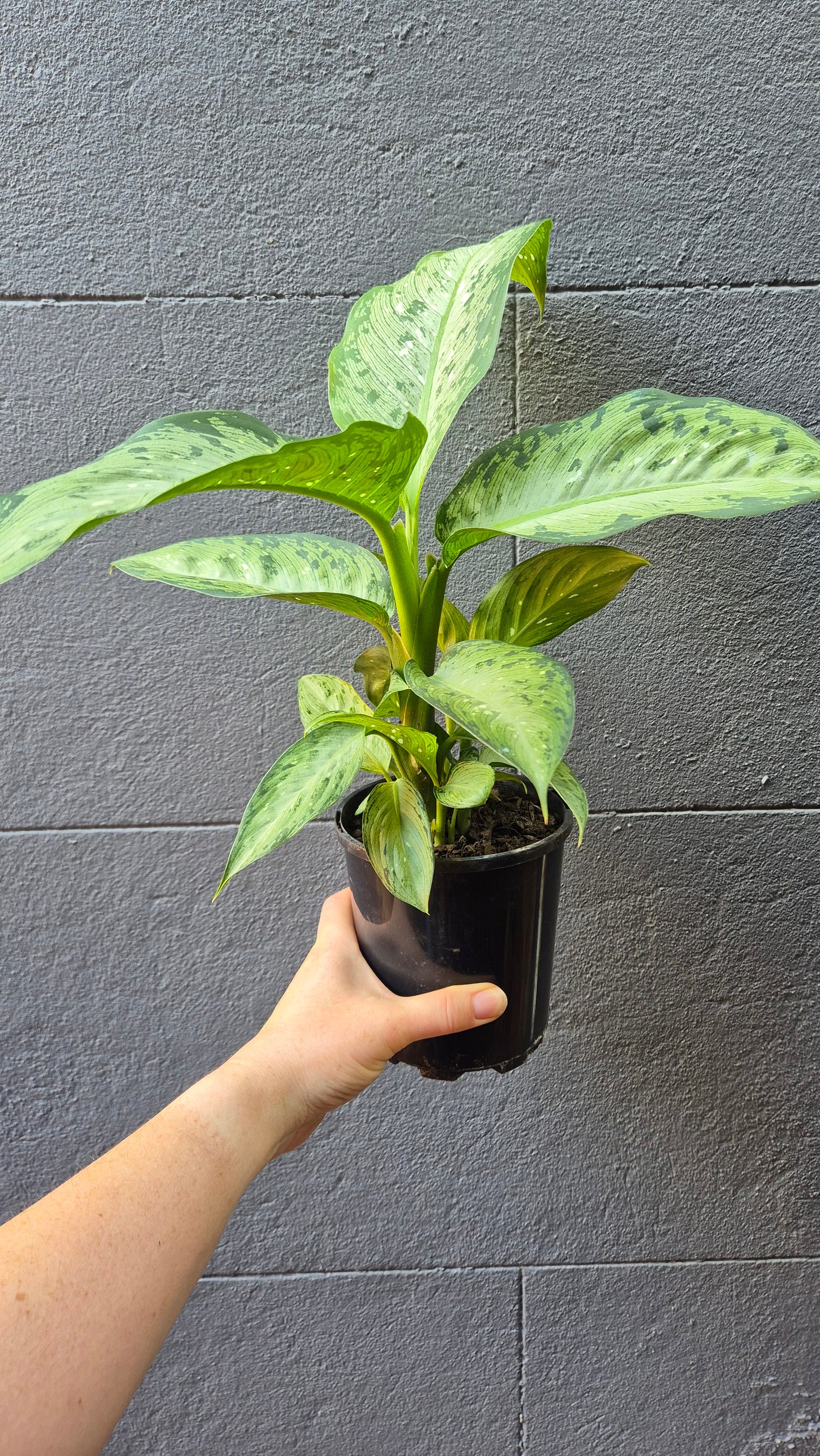 Dieffenbachia 'Memoria Corsii'