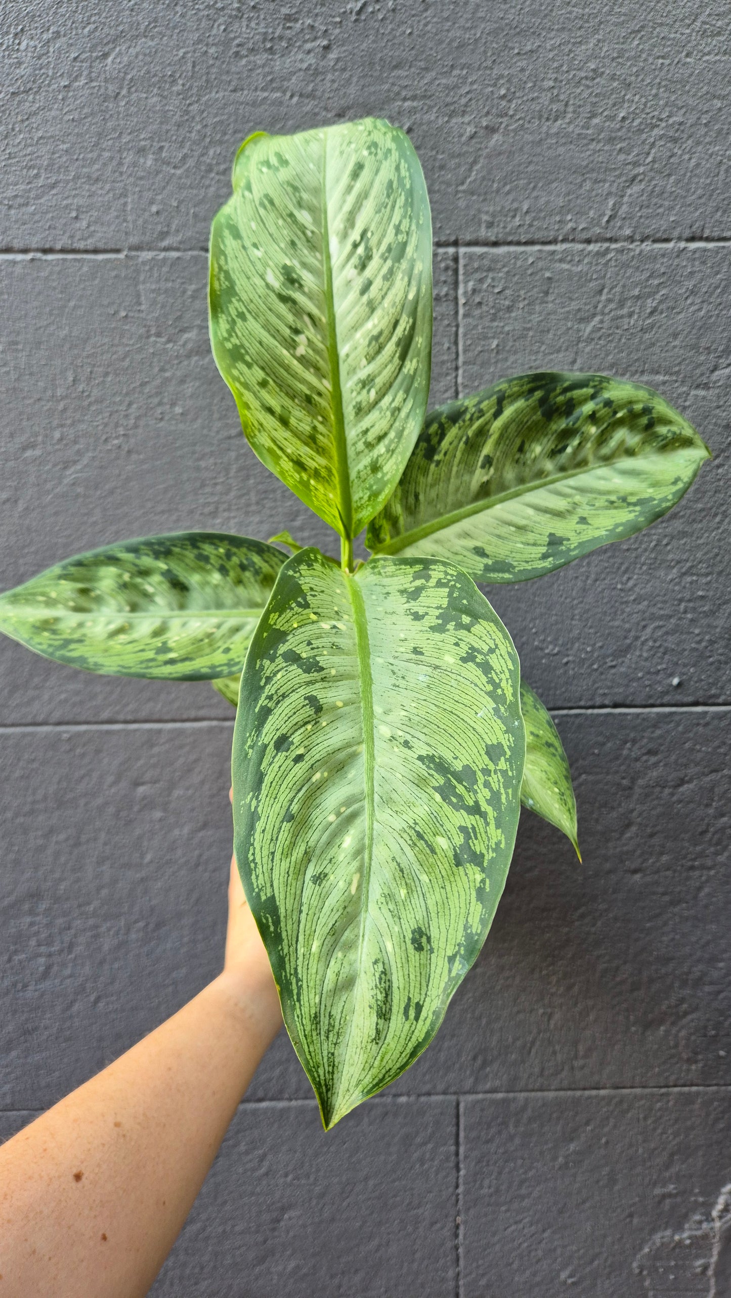 Dieffenbachia 'Memoria Corsii'