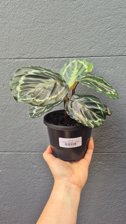 Calathea 'Medallion'