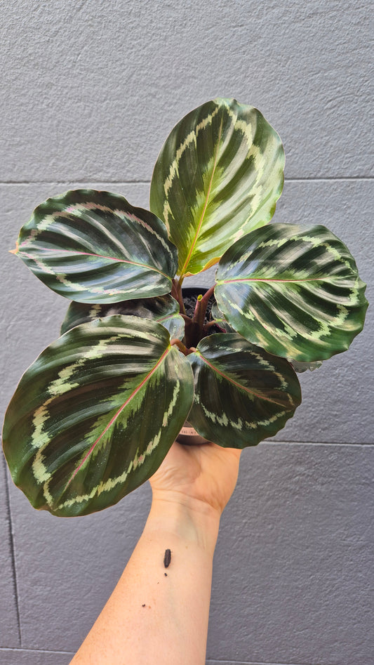 Calathea 'Medallion'