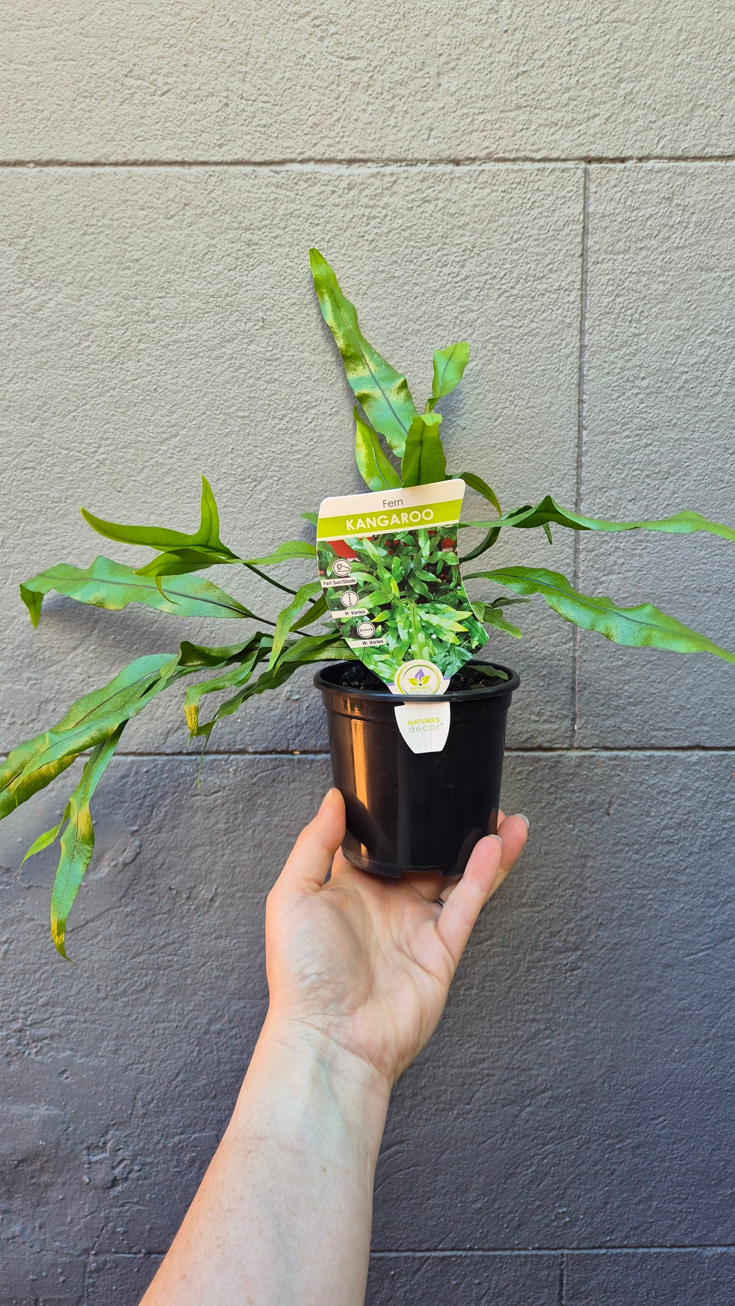 Microsorum pustulatum 'Kangaroo Fern'