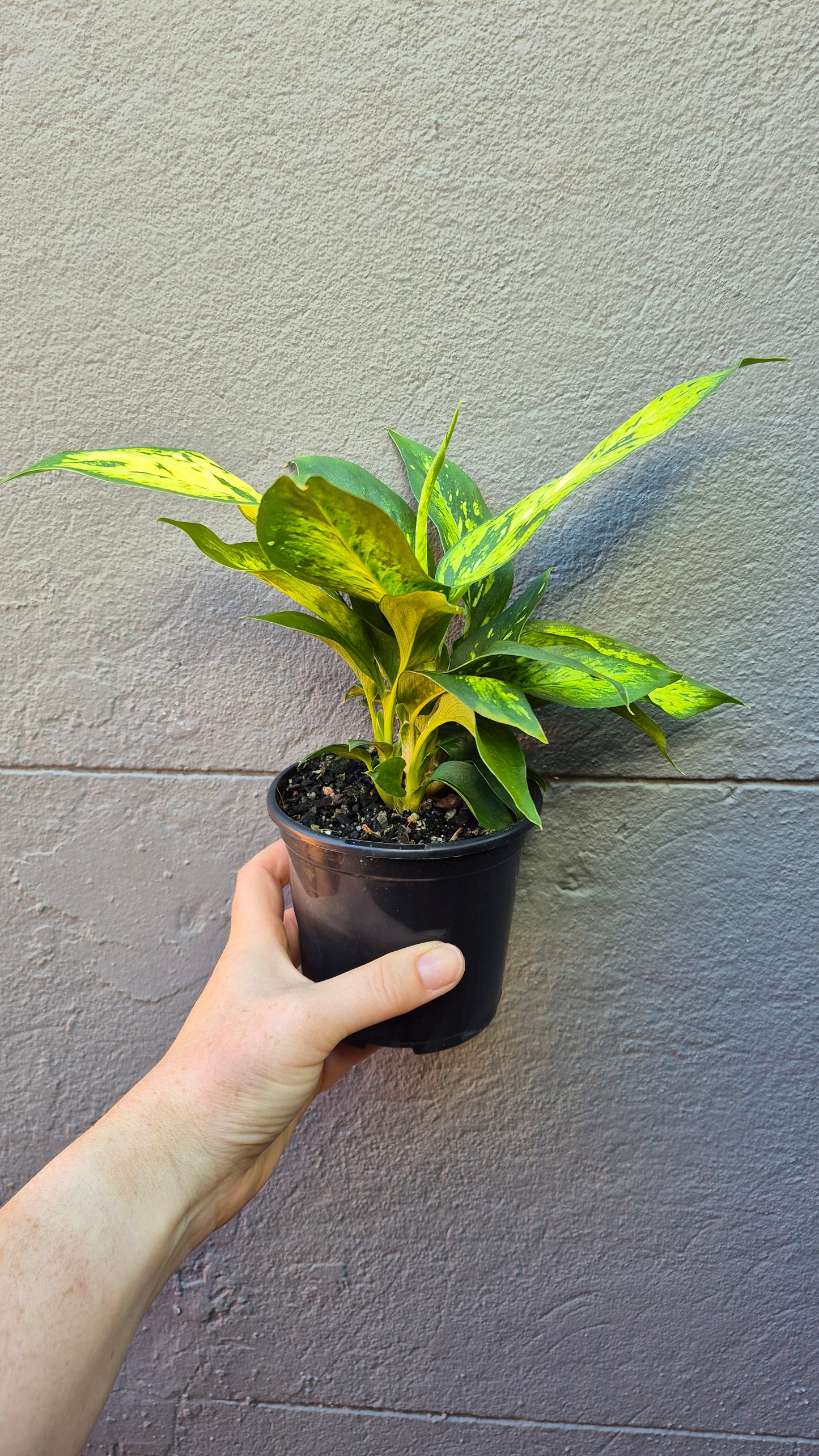 Dieffenbachia 'Star Bright'