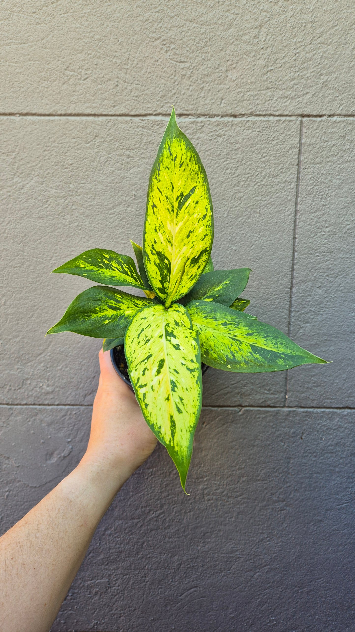 Dieffenbachia 'Star Bright'