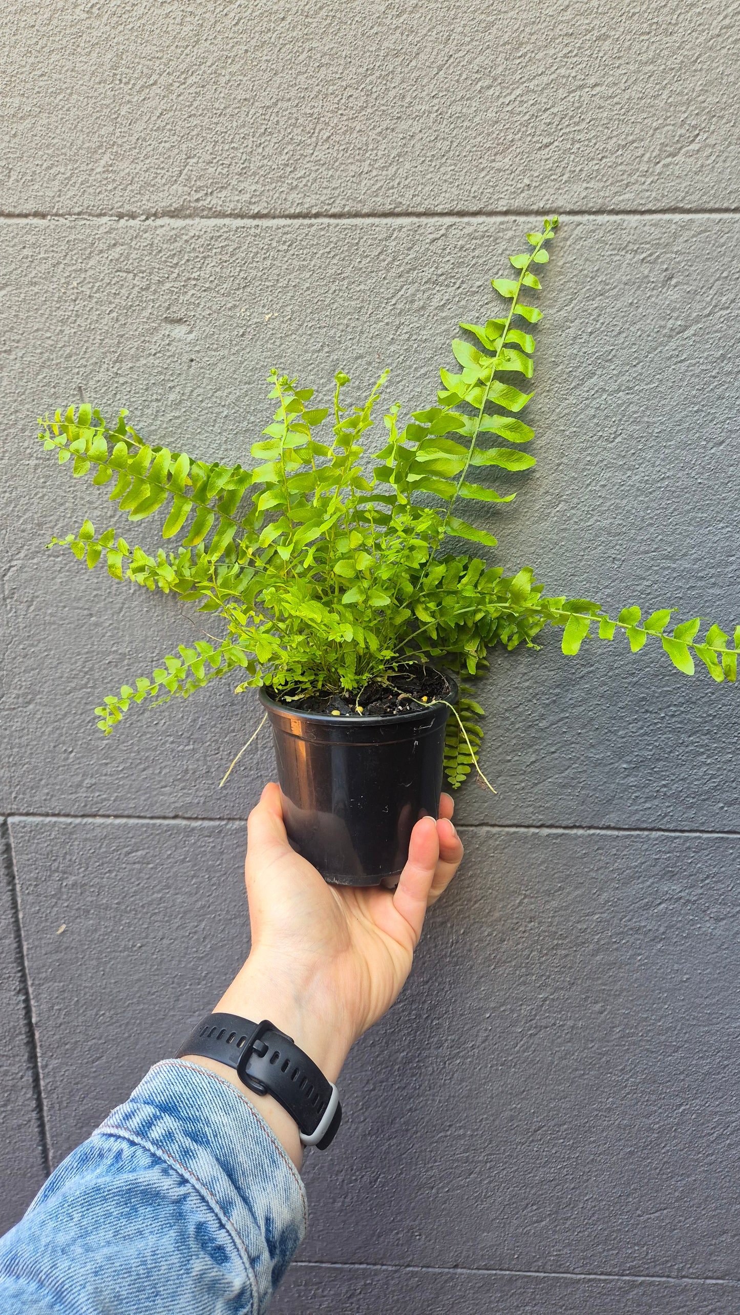 Nephrolepsis 'Boston Fern'