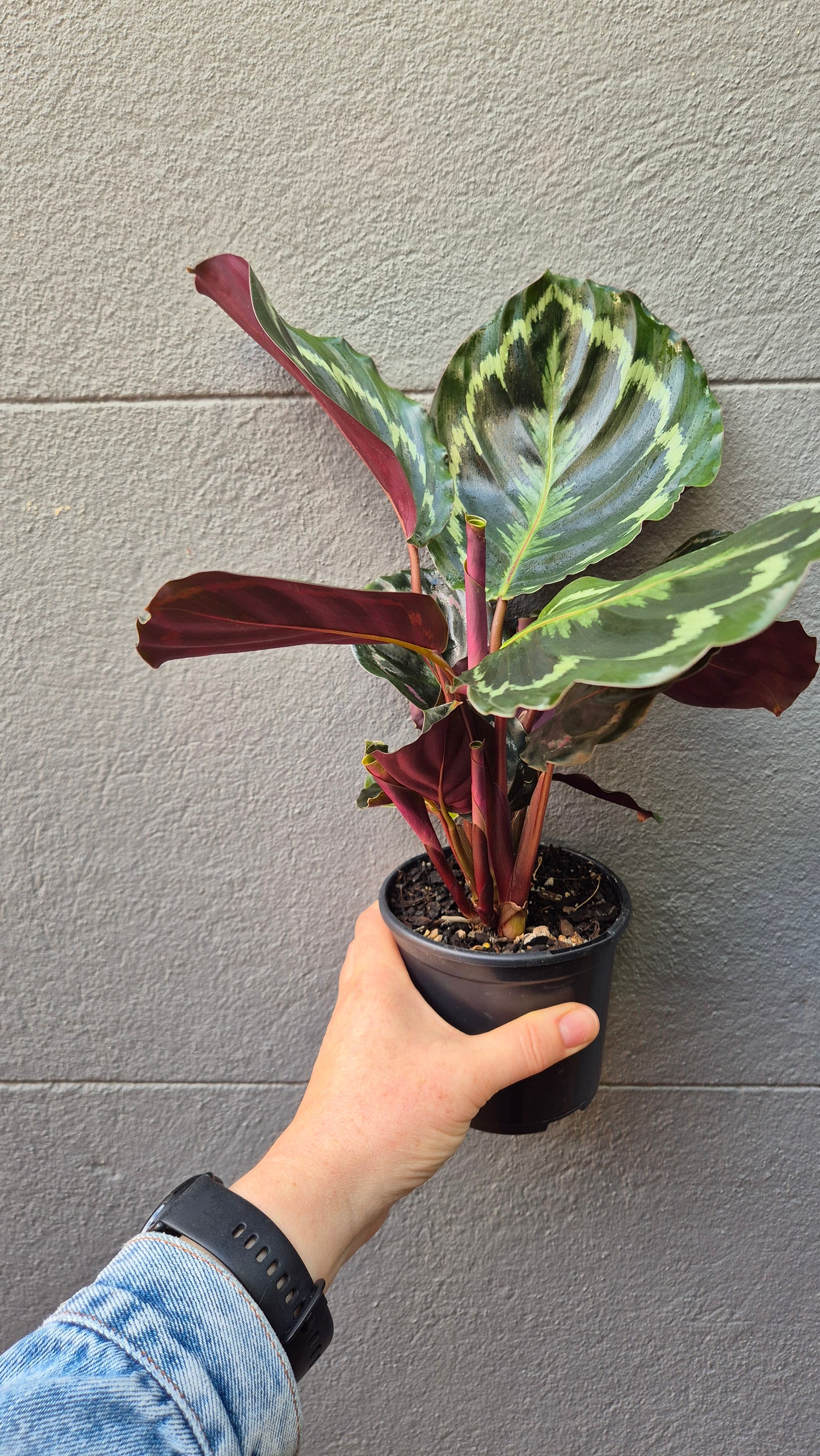 Calathea 'Medallion'