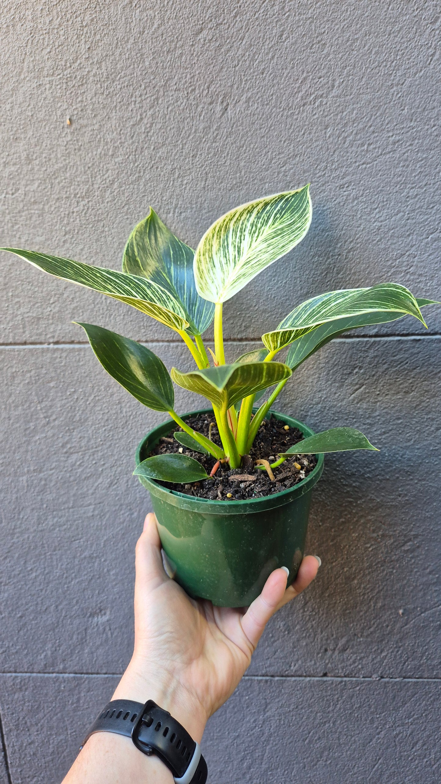 Philodendron erubescens 'Birkin'