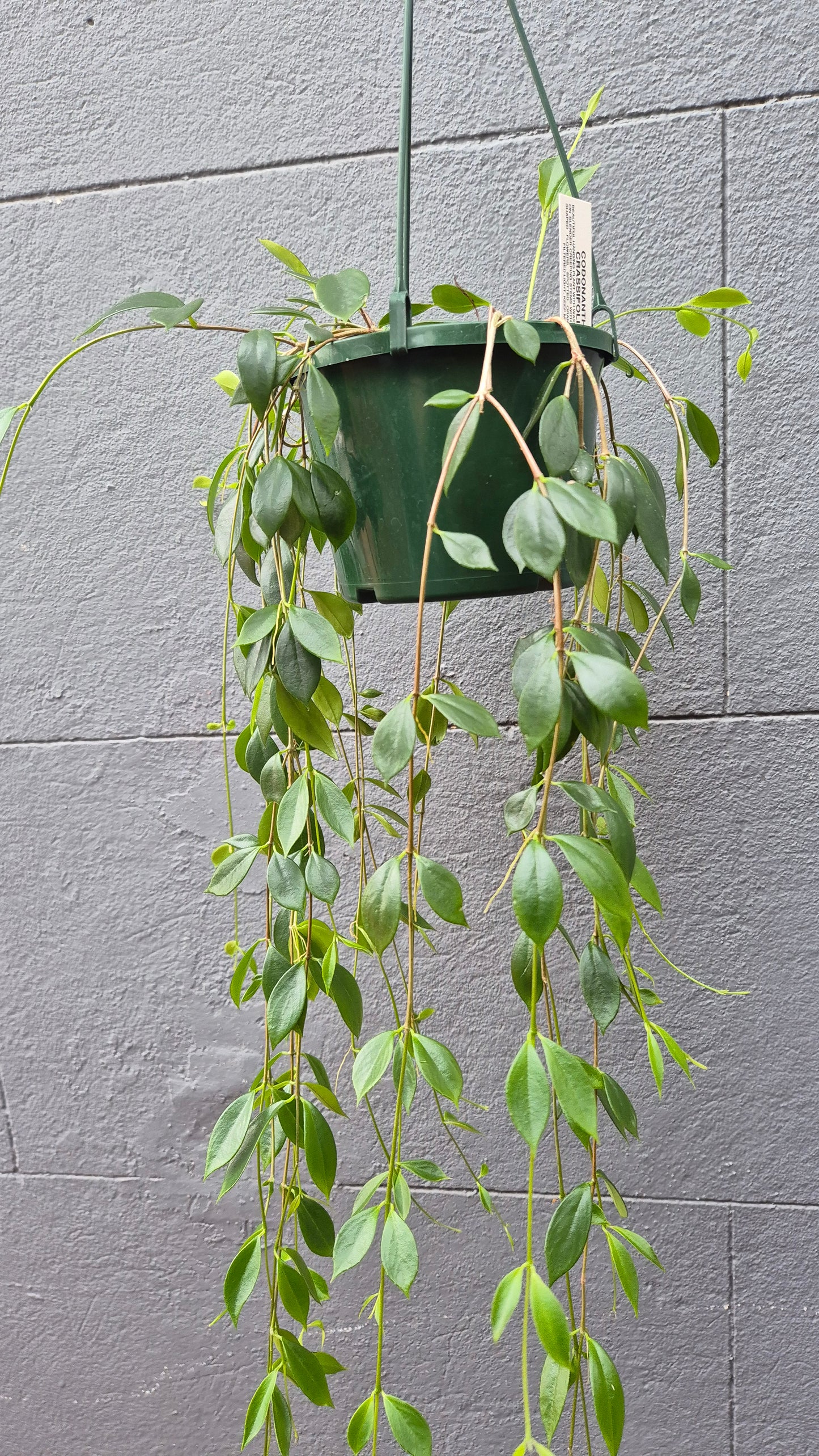 Codonanthe crassifolia