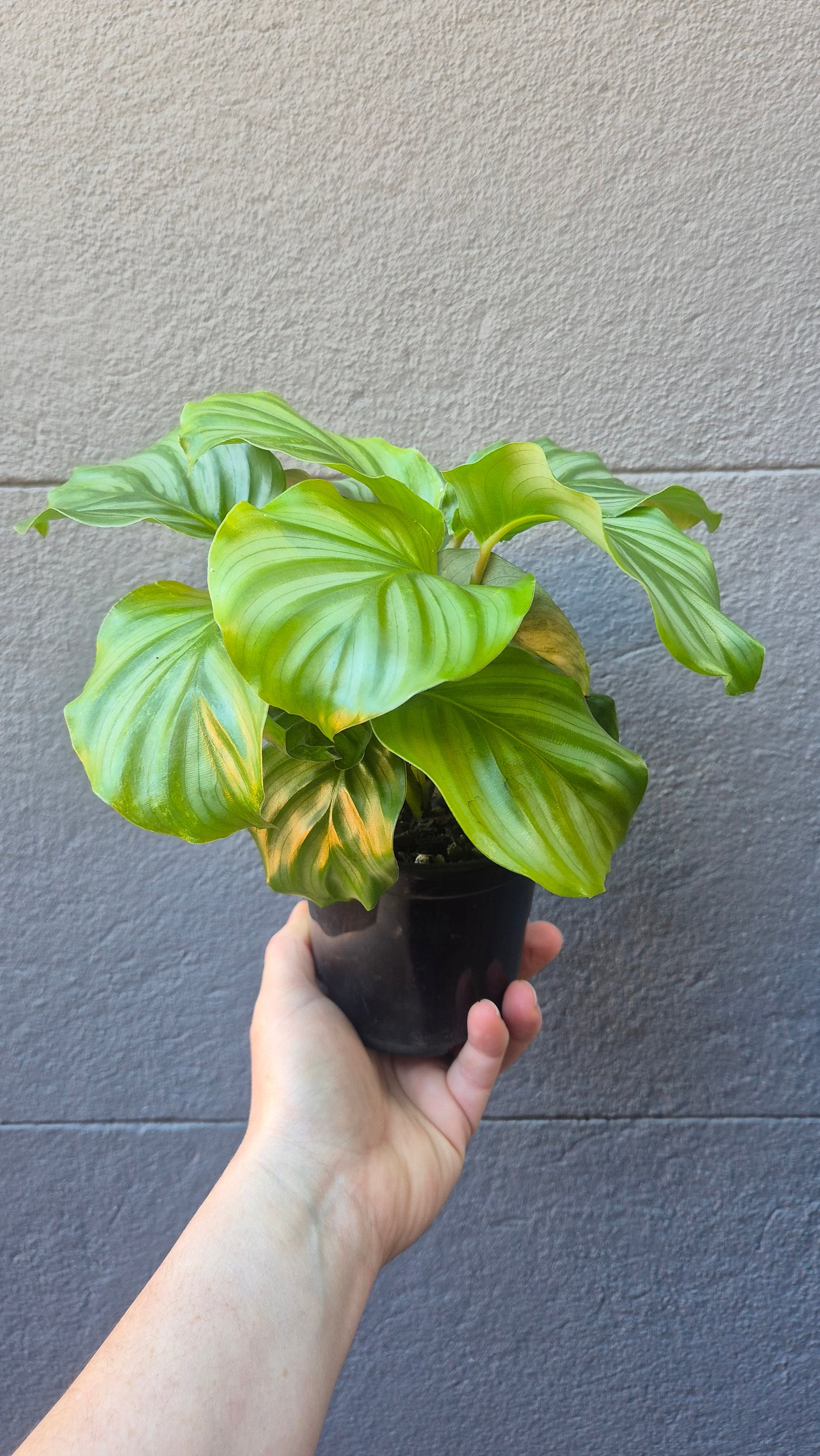 Calathea orbifolia