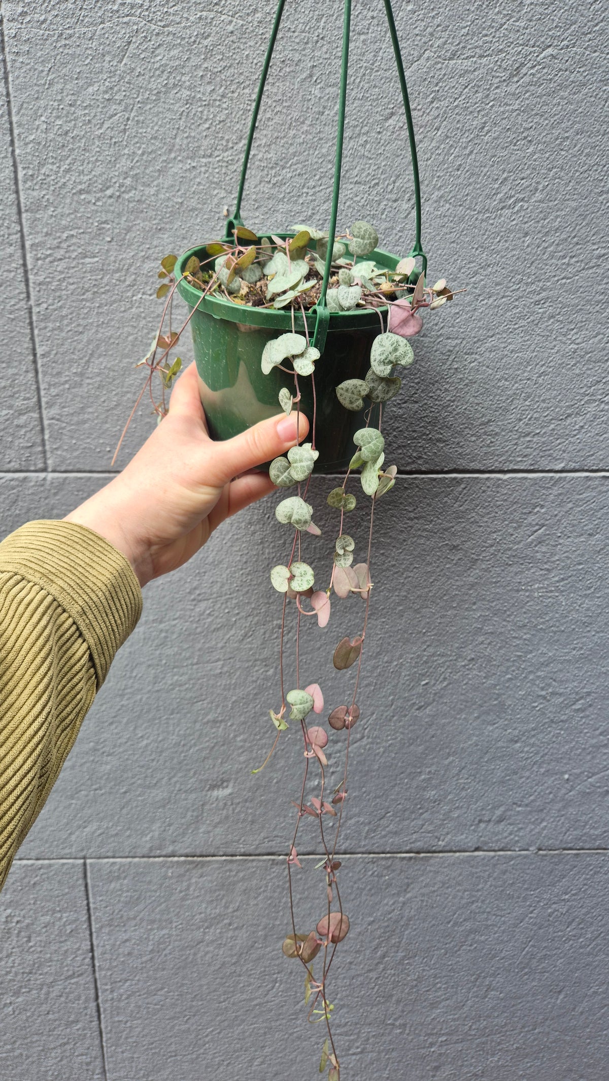Ceropegia woodii 'Chain of Hearts'