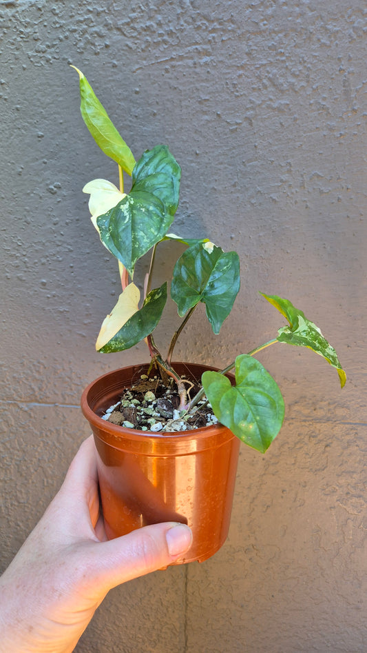 Syngonium 'Fantasy'