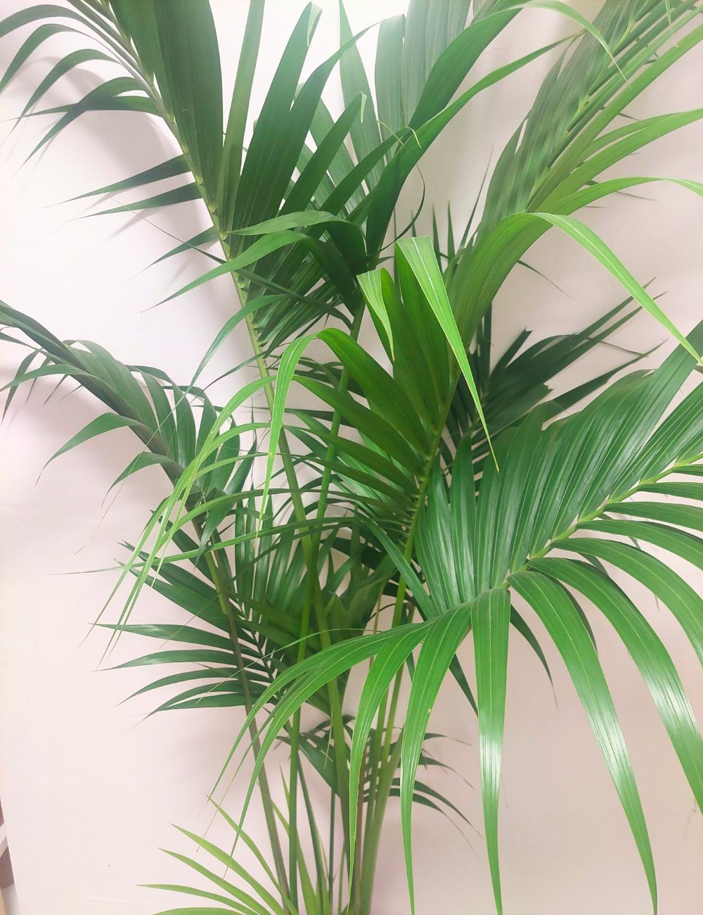 Howea forsteriana (Kentia Palm) - Large
