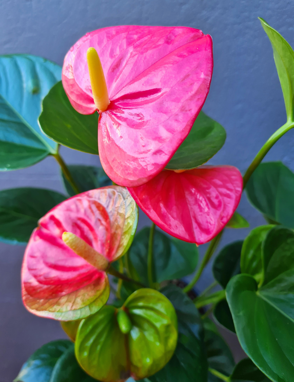 Anthurium andraeanum 'Flamingo Flower' 175mm