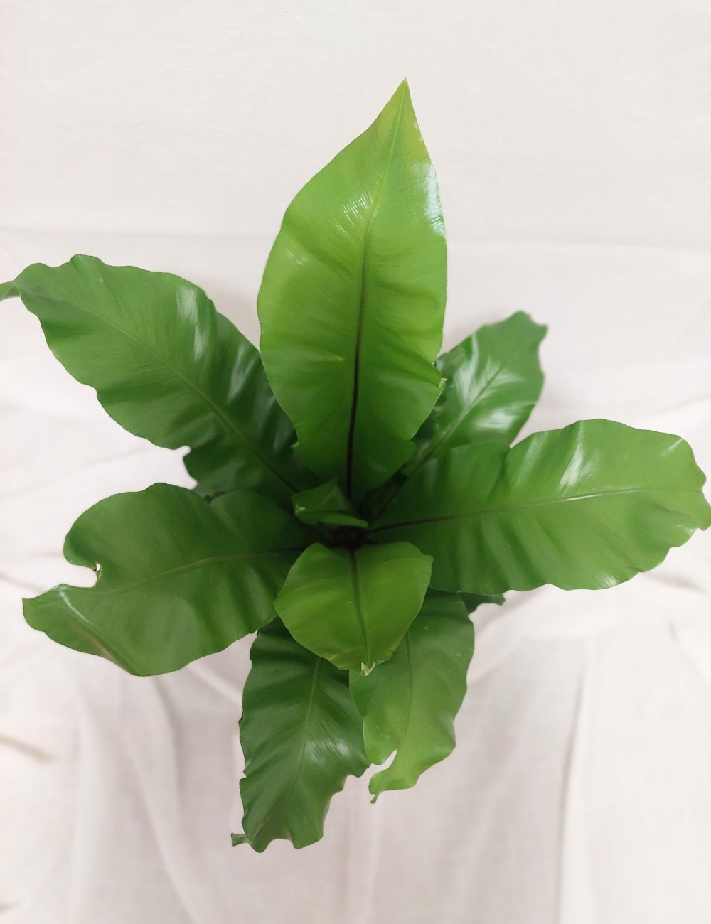 Asplenium australasicum 'Birds Nest Fern'