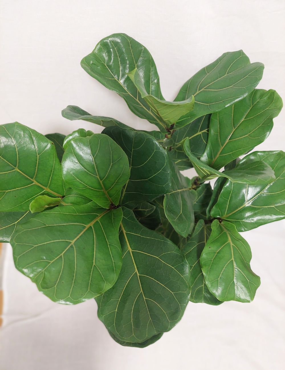 Ficus lyrata (Fiddle Leaf Fig) 250mm