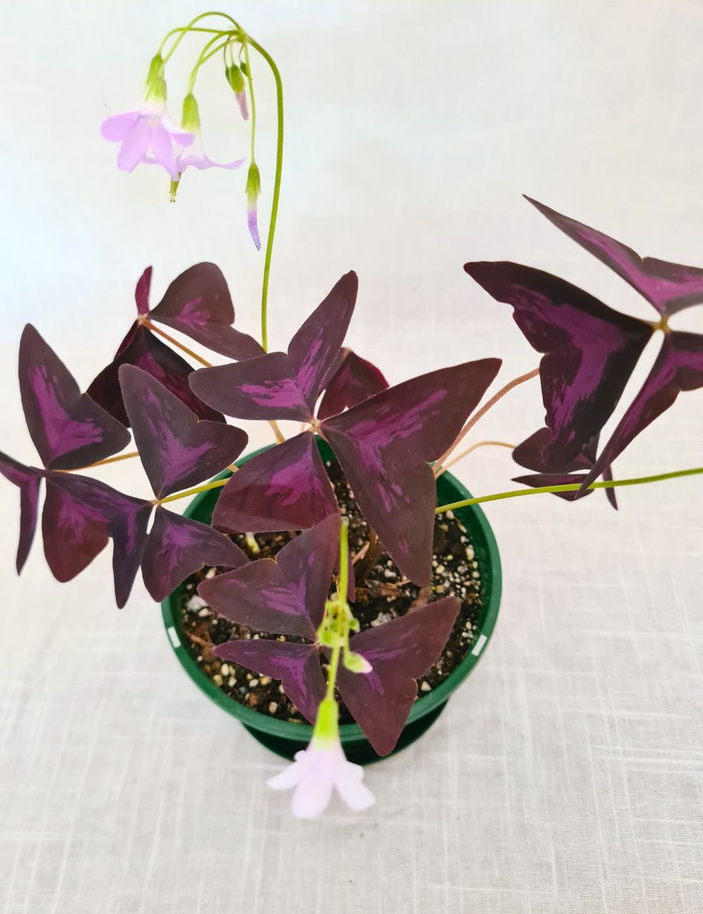 Oxalis triangularis 'Purple Shamrock'