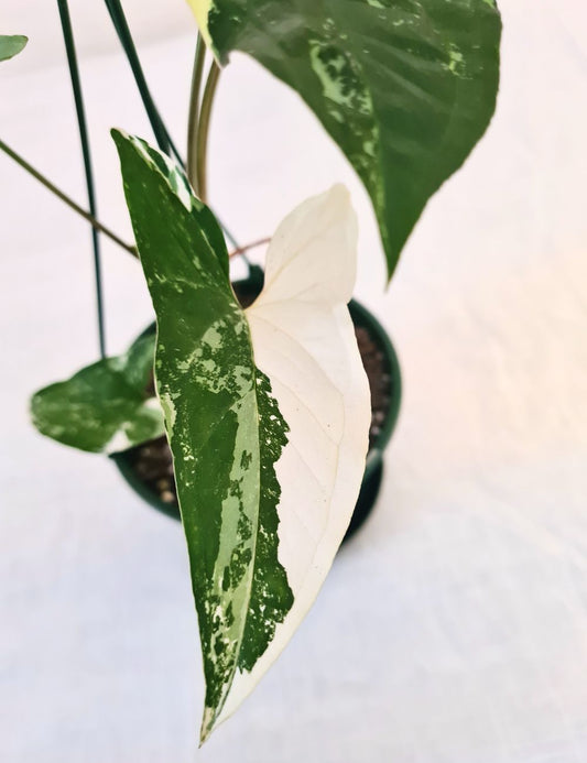 Syngonium 'Fantasy'