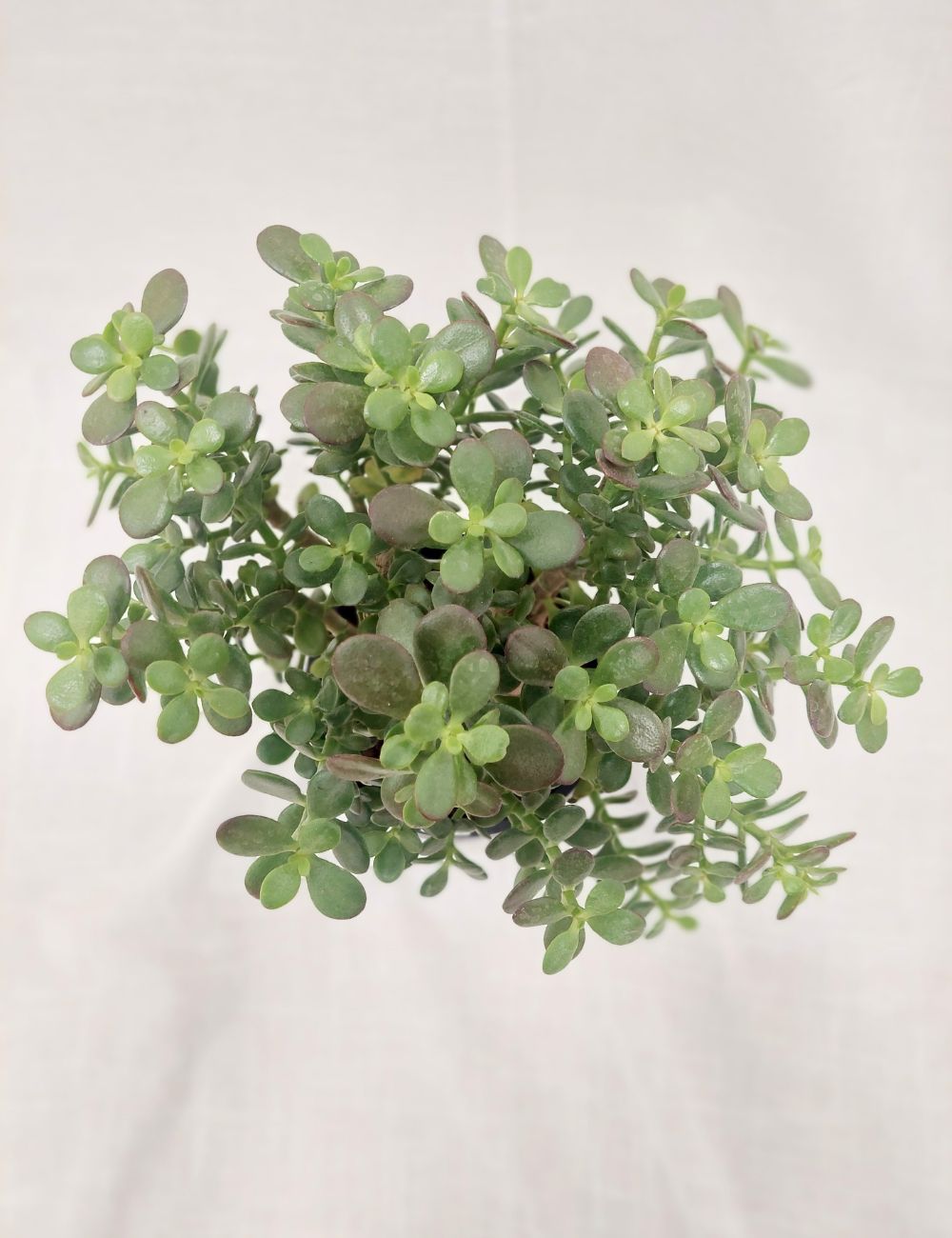 Crassula ovata (Jade Plant)