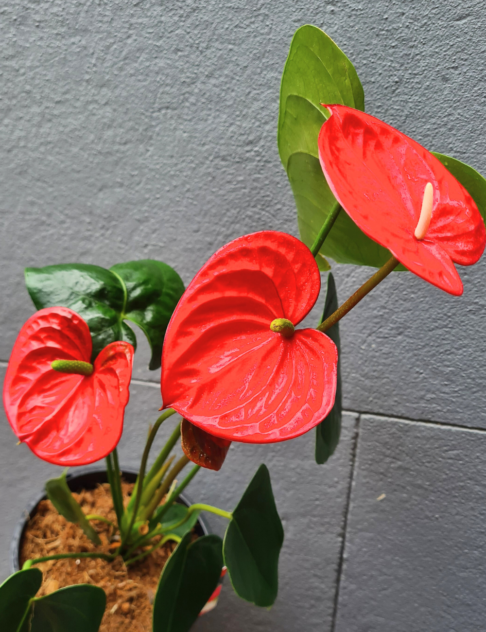 Anthurium andraeanum 'Flamingo Flower' 175mm