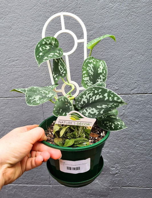 Scindapsus pictus 'Satin Pothos'