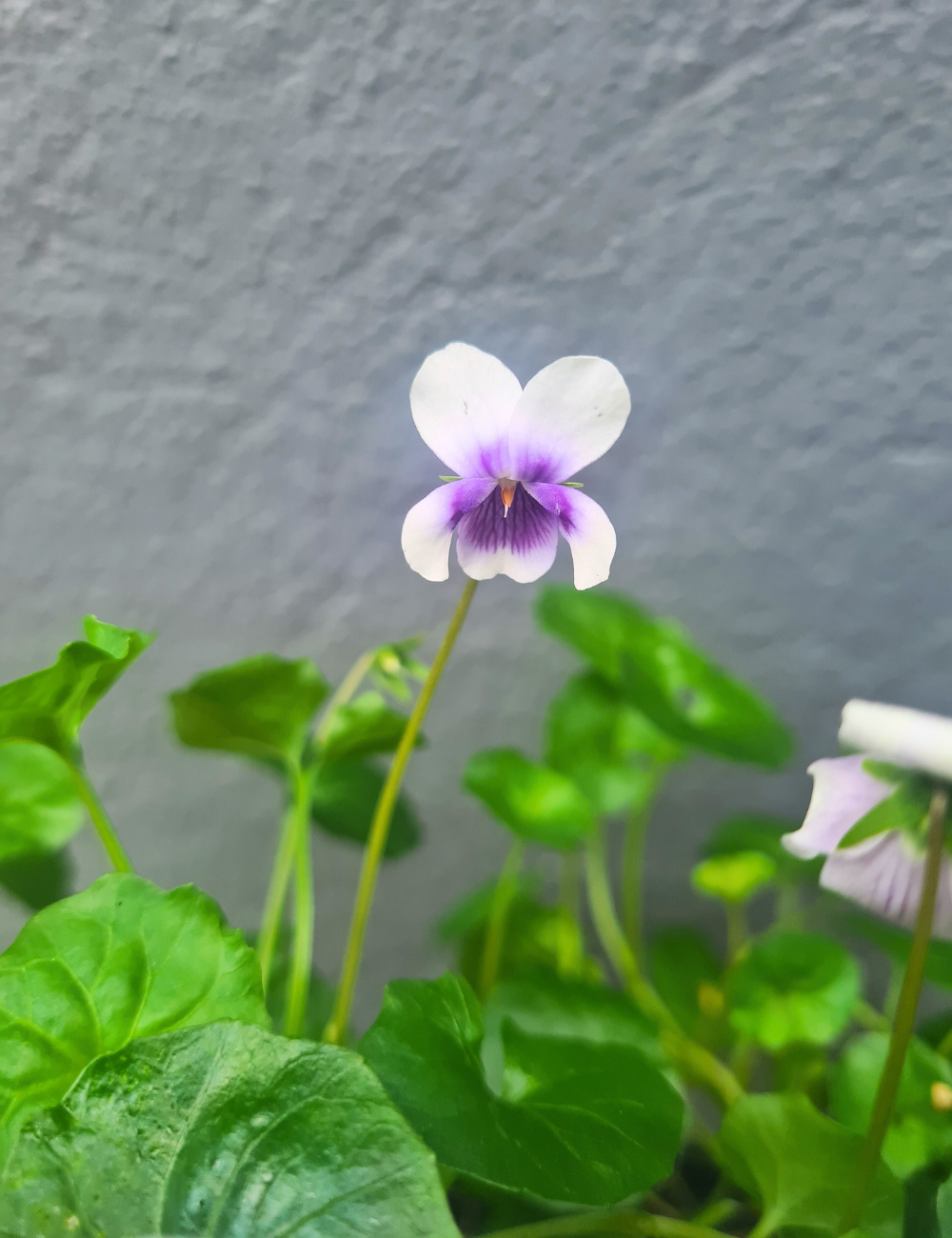 Viola hederacea 'Native Violet'