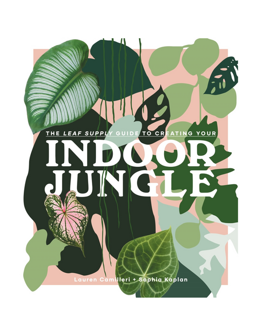 The Leaf Supply - Guide to creating your indoor jungle
