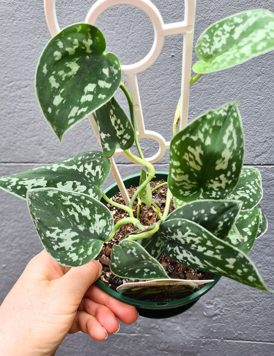 Scindapsus pictus 'Satin Pothos'
