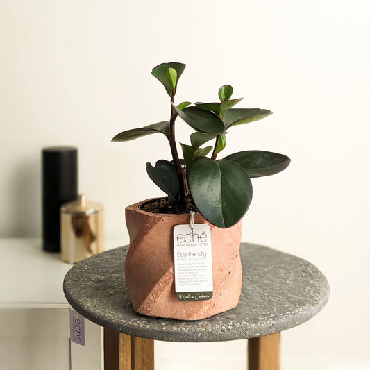 Hemp & Coconut Fibre Swirl Pot