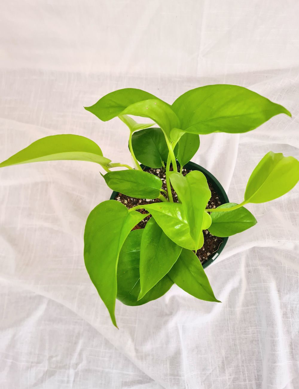 Epipremnum aureum 'Neon'