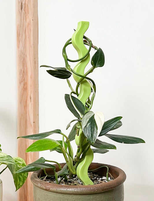 Plant Stake - Pistachio