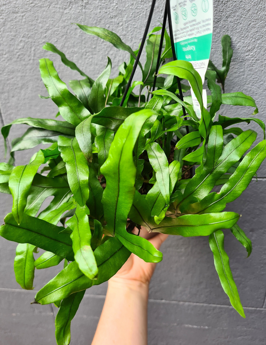 Microsorum pustulatum 'Kangaroo Fern'