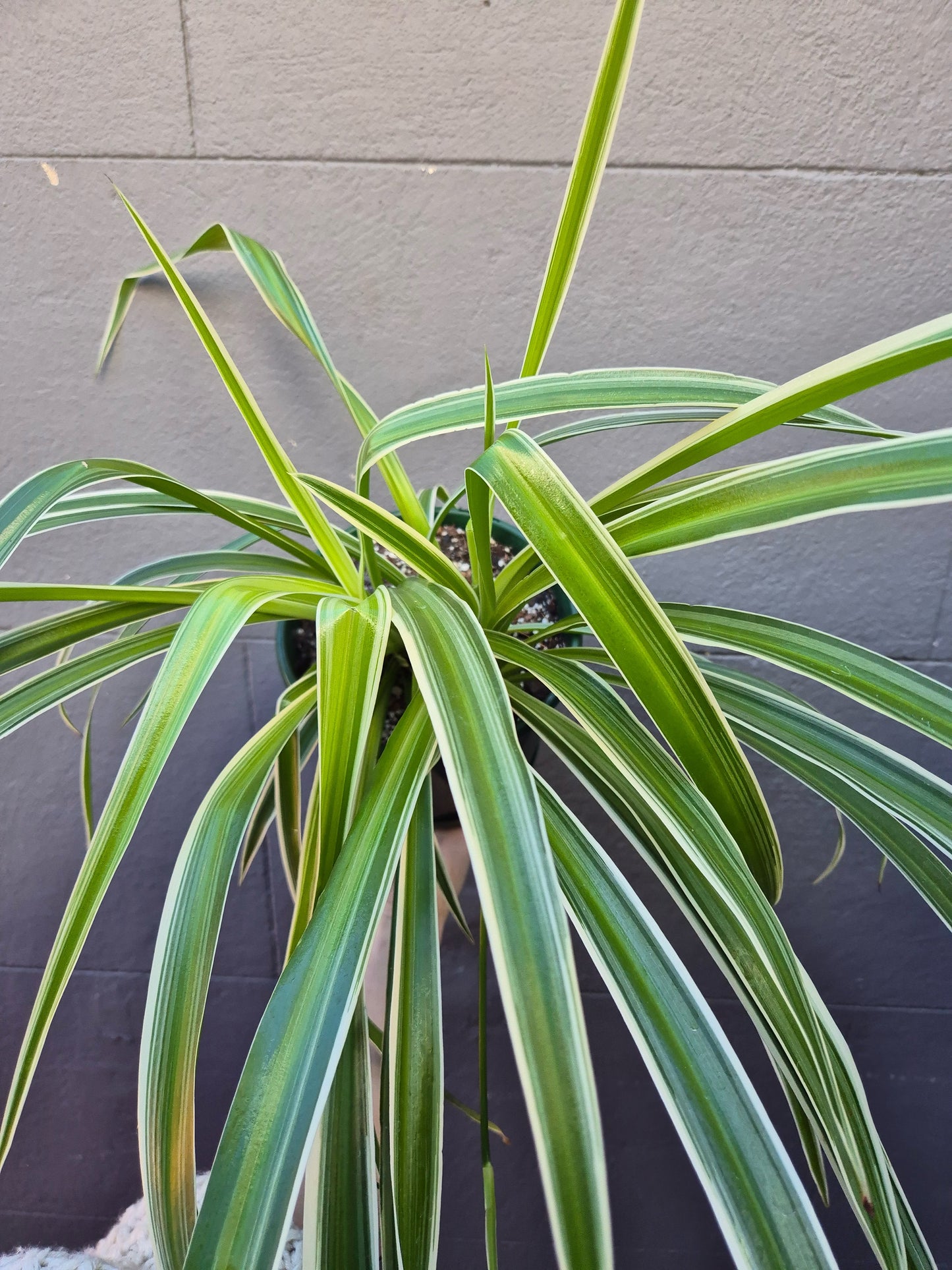 Chlorophytum 'Spider Plant'