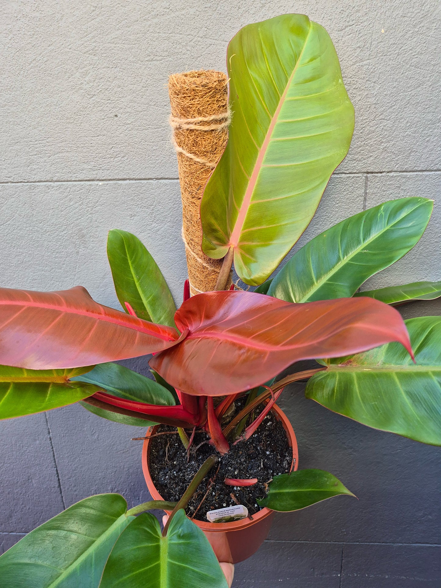 philodendron prince of orange uk Philodendron 'Prince of Orange' – Wattle & Bee