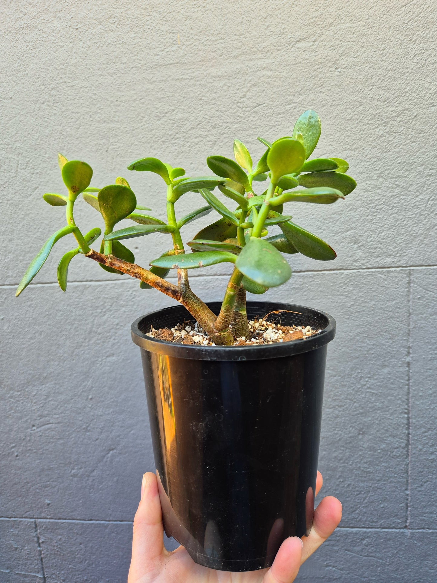 Crassula ovata (Jade Plant)