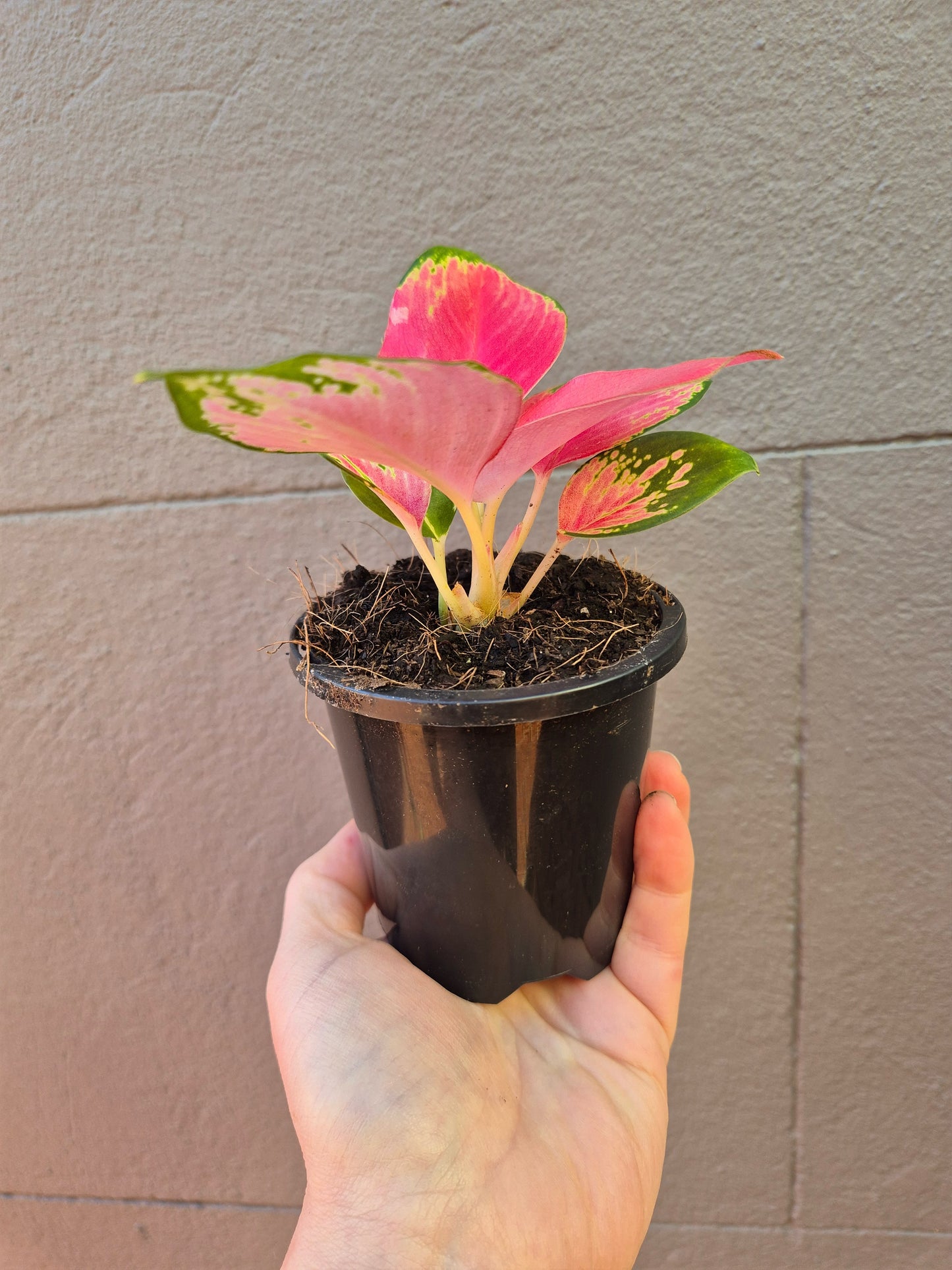 Aglaonema