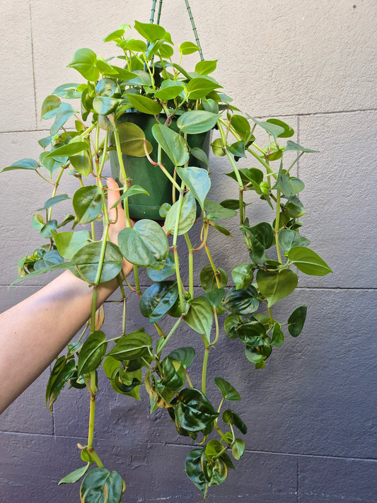 Peperomia scandens 'Jade Trailing Peperomia'