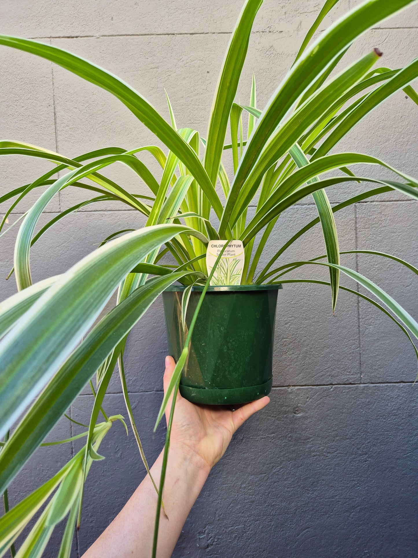 Chlorophytum 'Spider Plant'