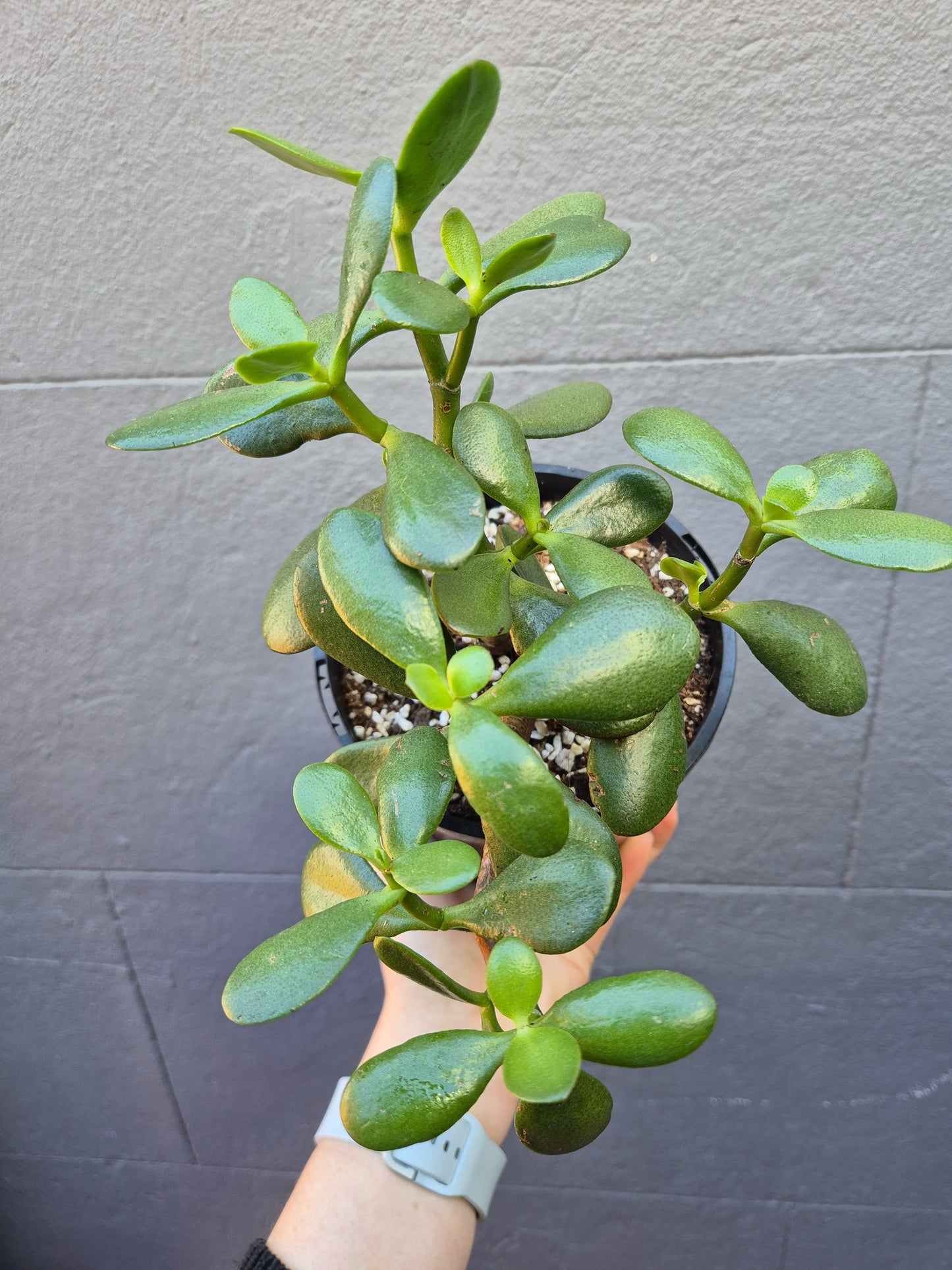 Crassula ovata (Jade Plant)