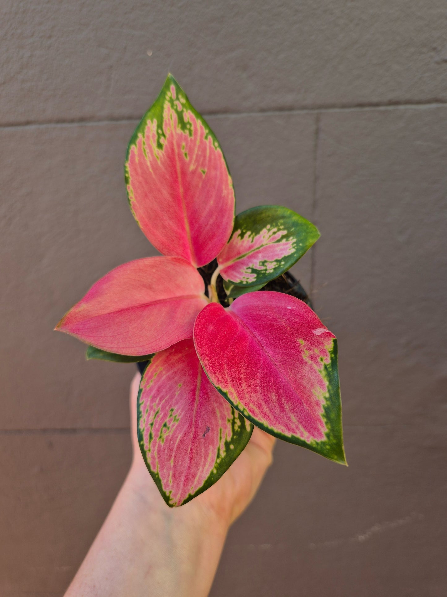 Aglaonema