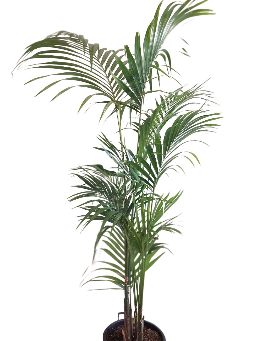 Howea forsteriana (Kentia Palm) - Large