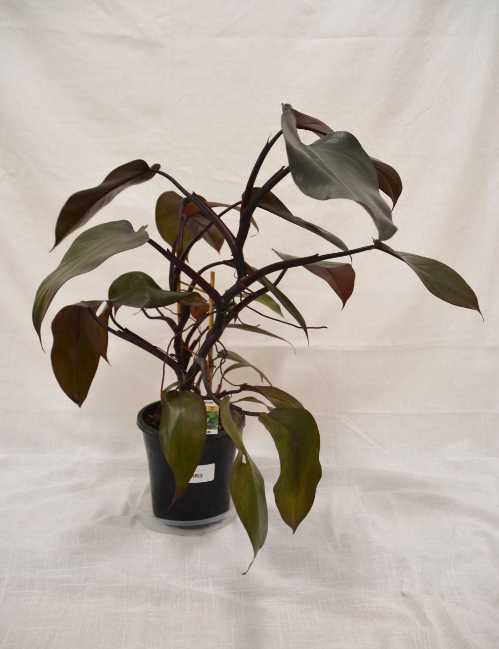 Philodendron (Dark Lord)