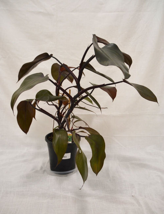 Philodendron (Dark Lord)